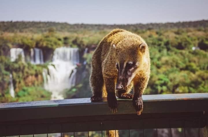 Hostel Loli Puerto Iguazu Bagian luar foto